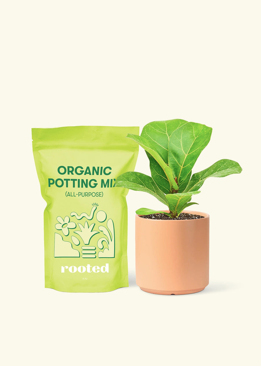 Small Fiddle Leaf Fig (Ficus lyrata) in a peach cylinder pot and a bag of soil.