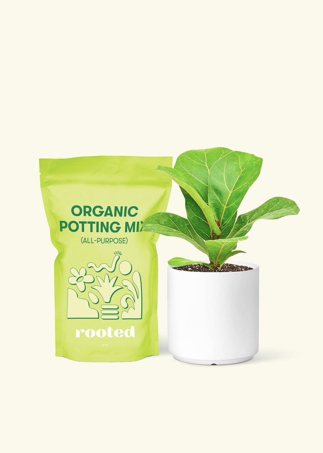 Small Fiddle Leaf Fig (Ficus lyrata) in a white cylinder pot and a bag of soil.