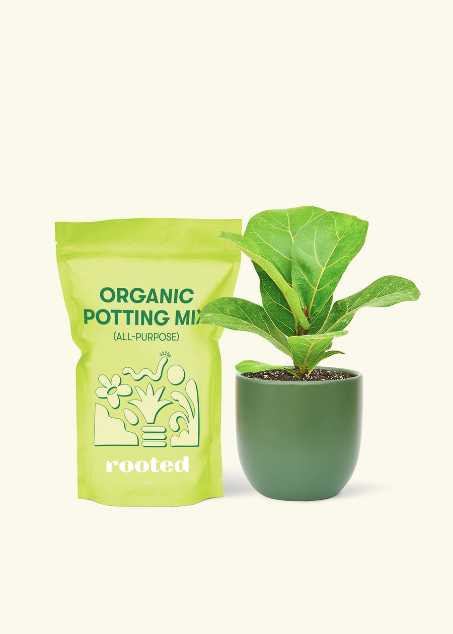 Small Fiddle Leaf Fig (Ficus lyrata) in a green rounded pot and a bag of soil.