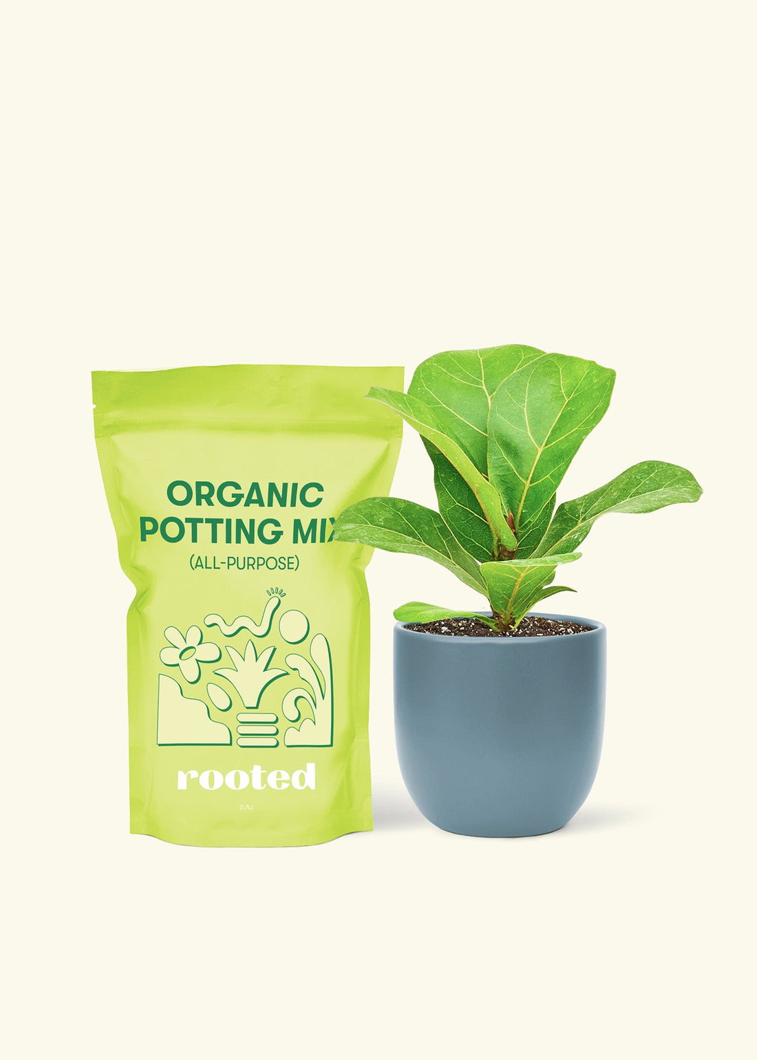 Small Fiddle Leaf Fig (Ficus lyrata) in a indigo rounded pot and a bag of soil.