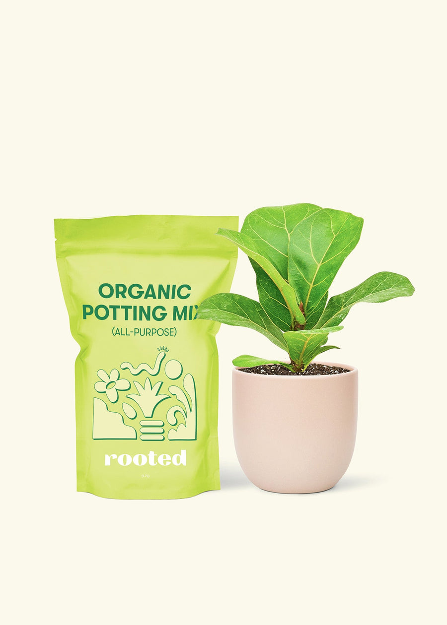 Small Fiddle Leaf Fig (Ficus lyrata) in a pink rounded pot and a bag of soil.