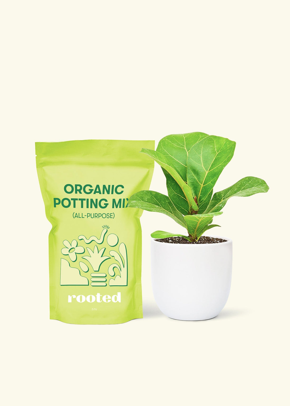 Small Fiddle Leaf Fig (Ficus lyrata) in a white rounded pot and a bag of soil.