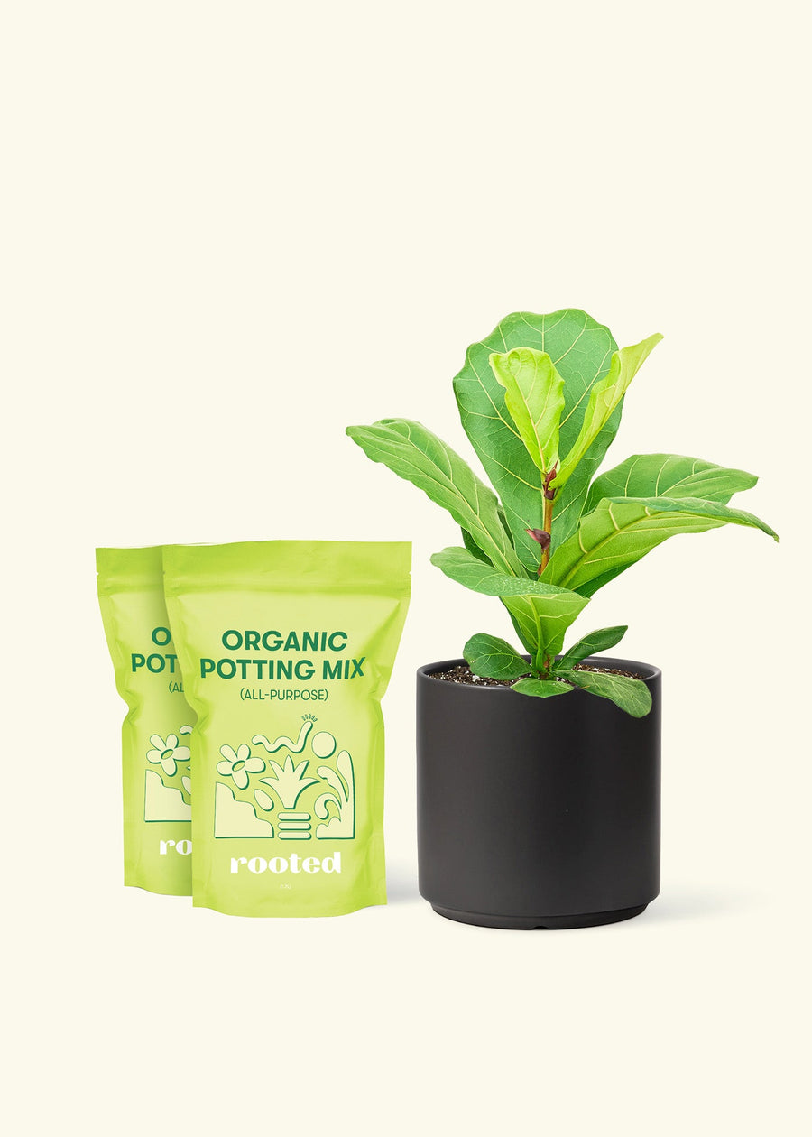 Medium Fiddle Leaf Fig (Ficus lyrata) in a black cylinder pot and two bags of soil.