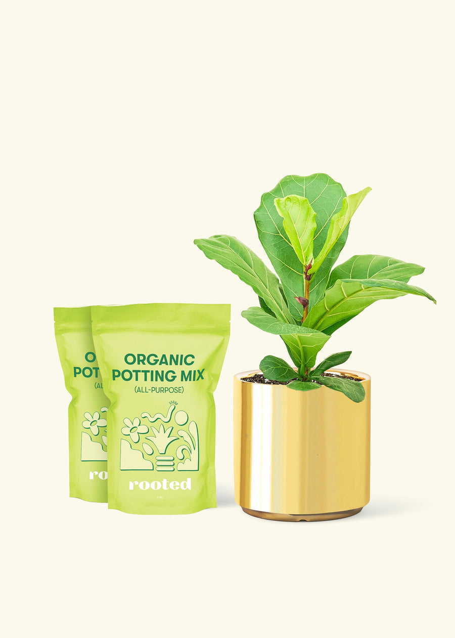 Medium Fiddle Leaf Fig (Ficus lyrata) in a gold cylinder pot and two bags of soil.