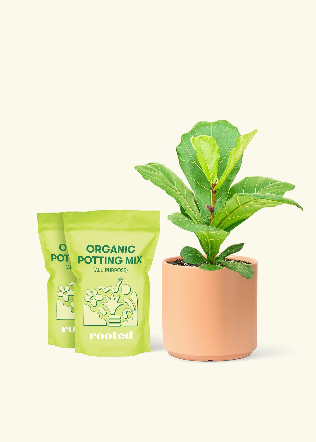 Medium Fiddle Leaf Fig (Ficus lyrata) in a peach cylinder pot and two bags of soil.