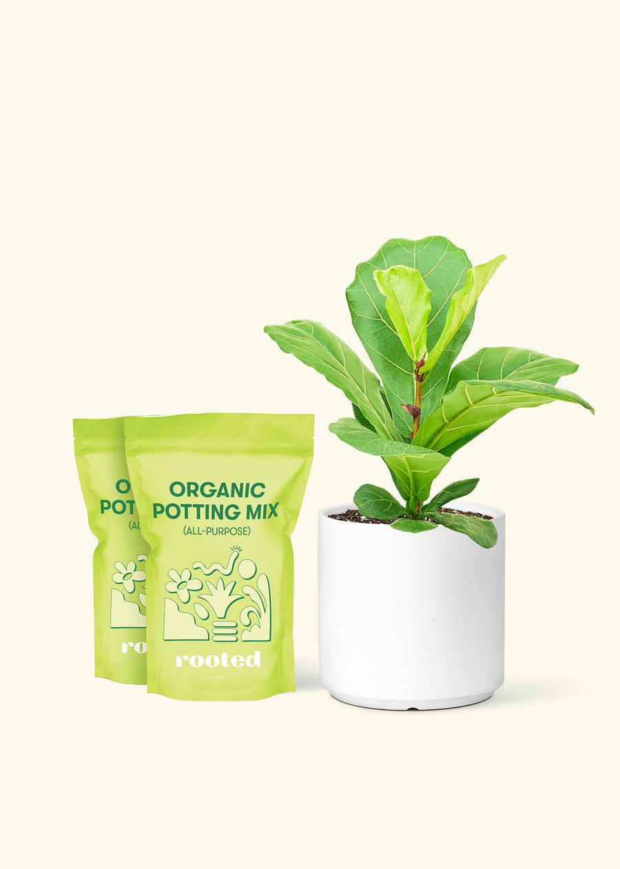 Medium Fiddle Leaf Fig (Ficus lyrata) in a white cylinder pot and two bags of soil.