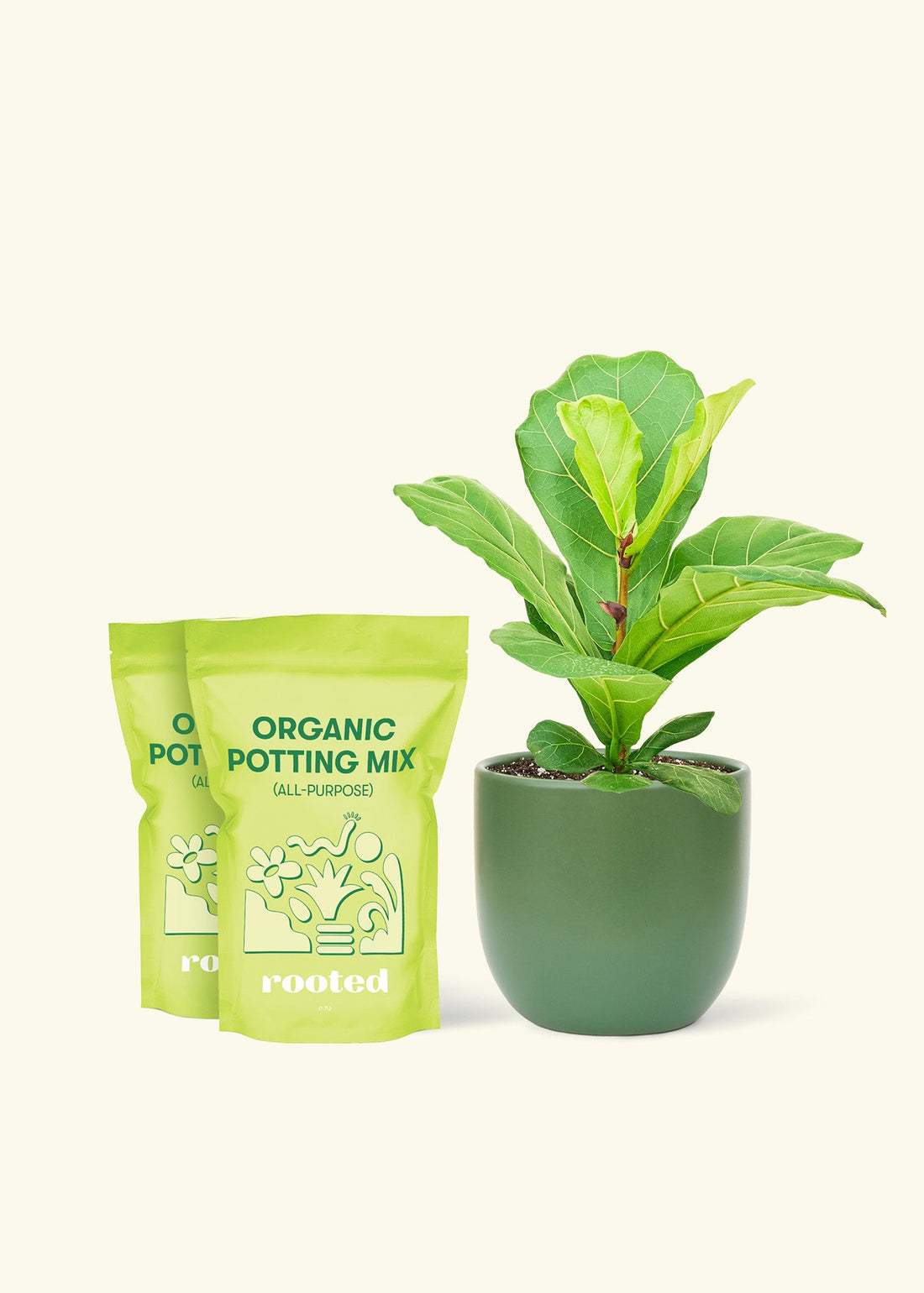 Medium Fiddle Leaf Fig (Ficus lyrata) in a green rounded pot and two bags of soil.