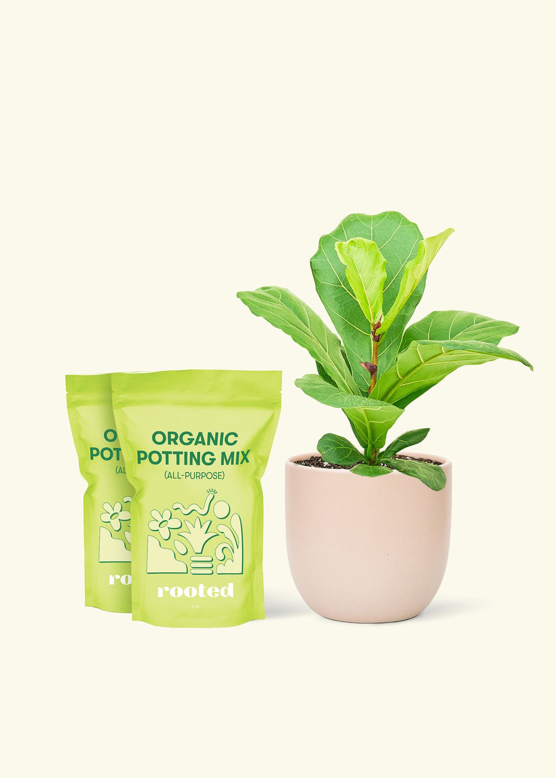 Medium Fiddle Leaf Fig (Ficus lyrata) in a pink rounded pot and two bags of soil.