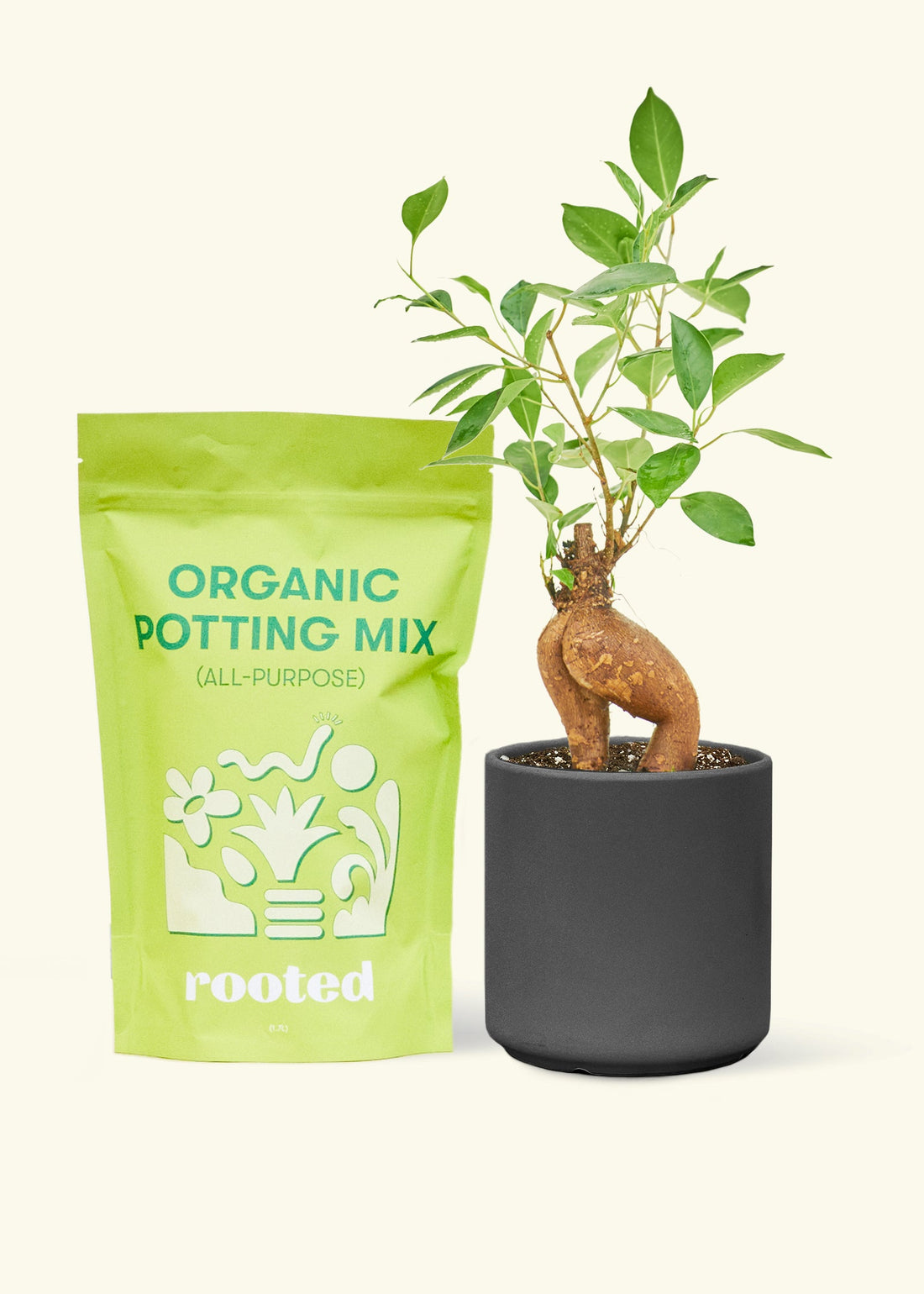 A bag of Organic Potting Mix to the left of a Ficus &