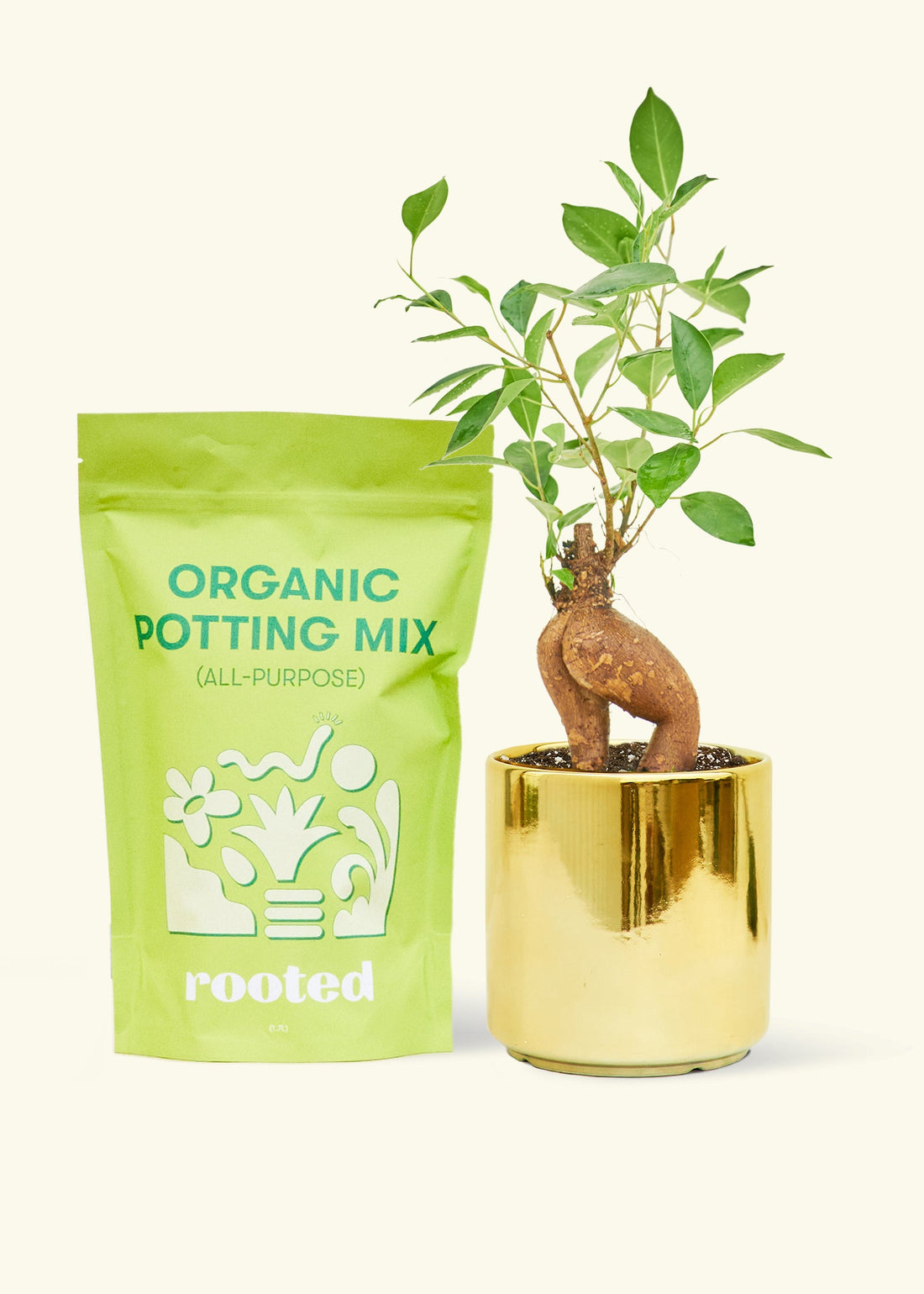 A bag of Organic Potting Mix to the left of a Ficus &