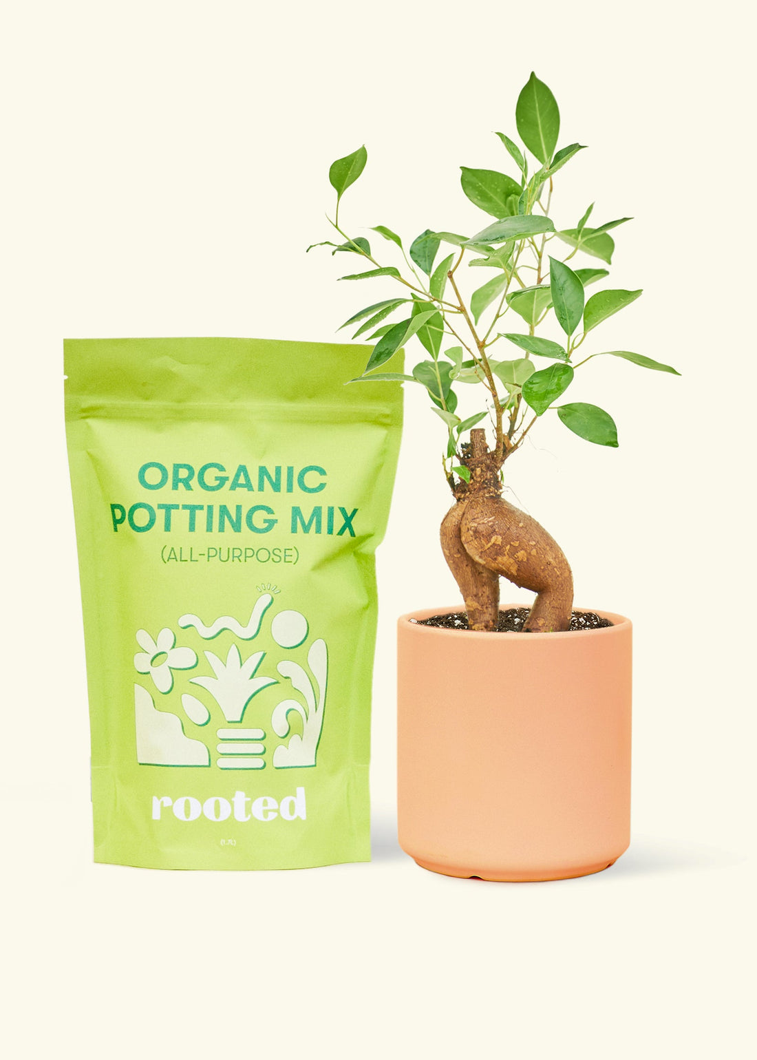 A bag of Organic Potting Mix to the left of a Ficus &