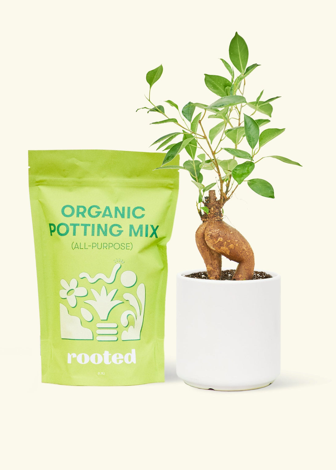 A bag of Organic Potting Mix to the left of a Ficus &