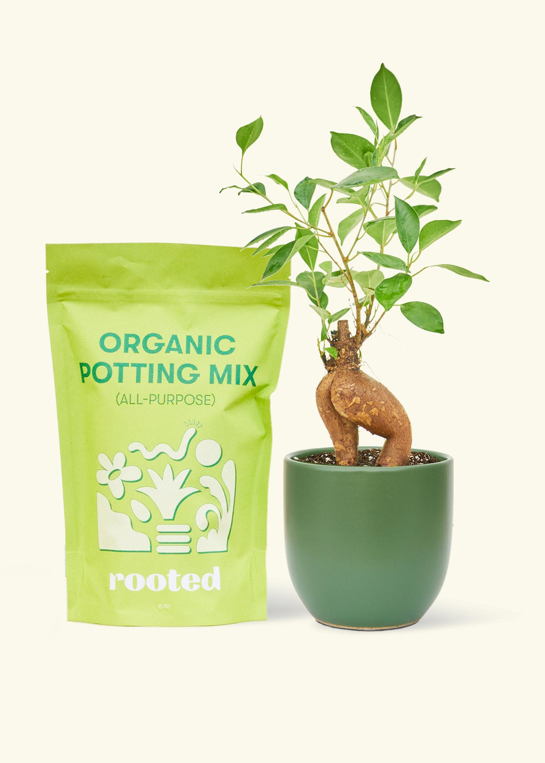 A bag of Organic Potting Mix to the left of a Ficus &