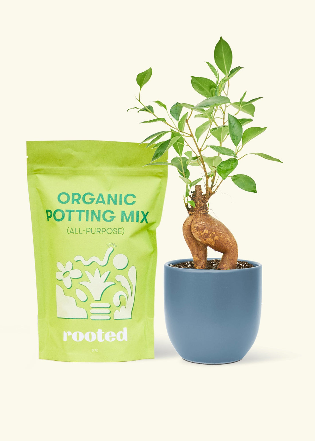 A bag of Organic Potting Mix to the left of a Ficus &