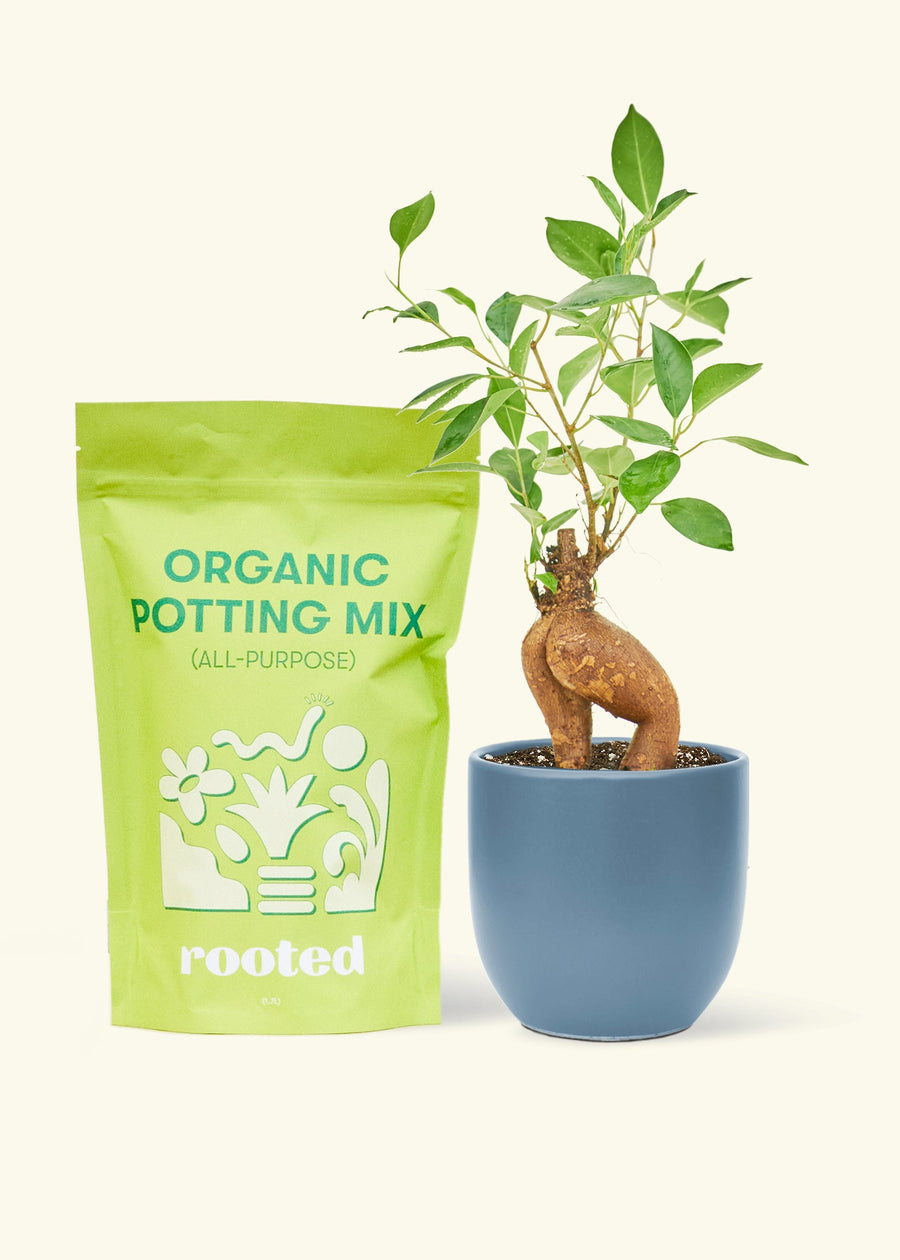 A bag of Organic Potting Mix to the left of a Ficus 'Ginseng' in a indigo rounded ceramic pot.