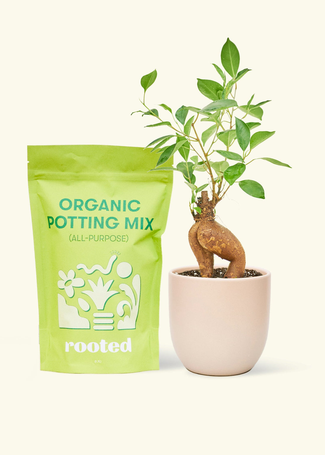 A bag of Organic Potting Mix to the left of a Ficus &