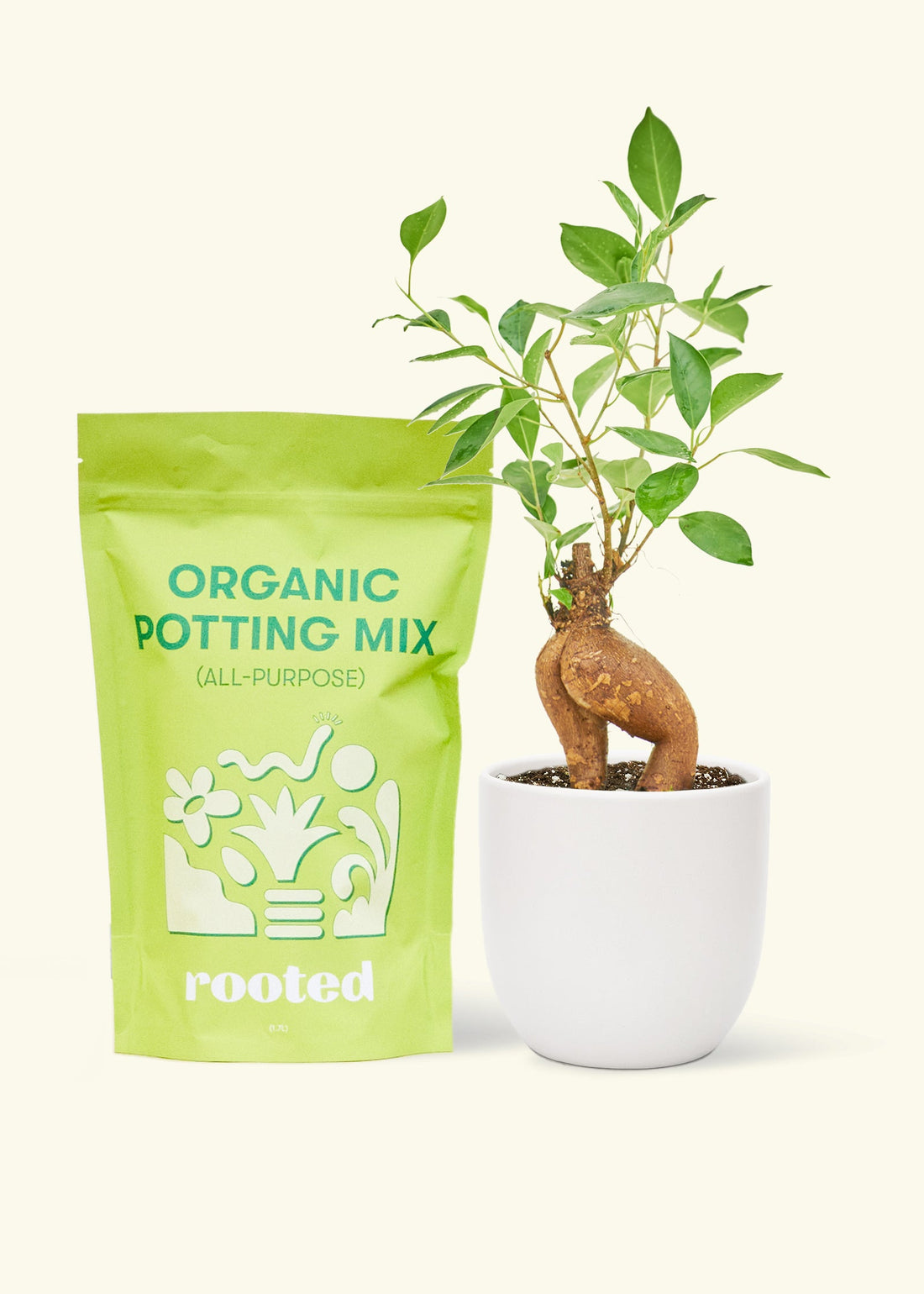 A bag of Organic Potting Mix to the left of a Ficus &