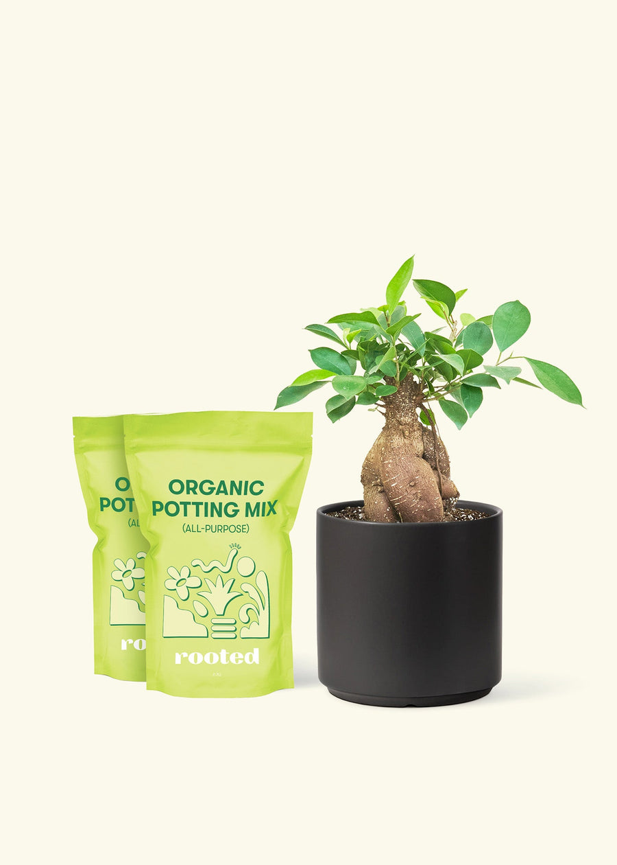 Medium Ficus 'Ginseng' in a black cylinder pot and 2 bags of soil.