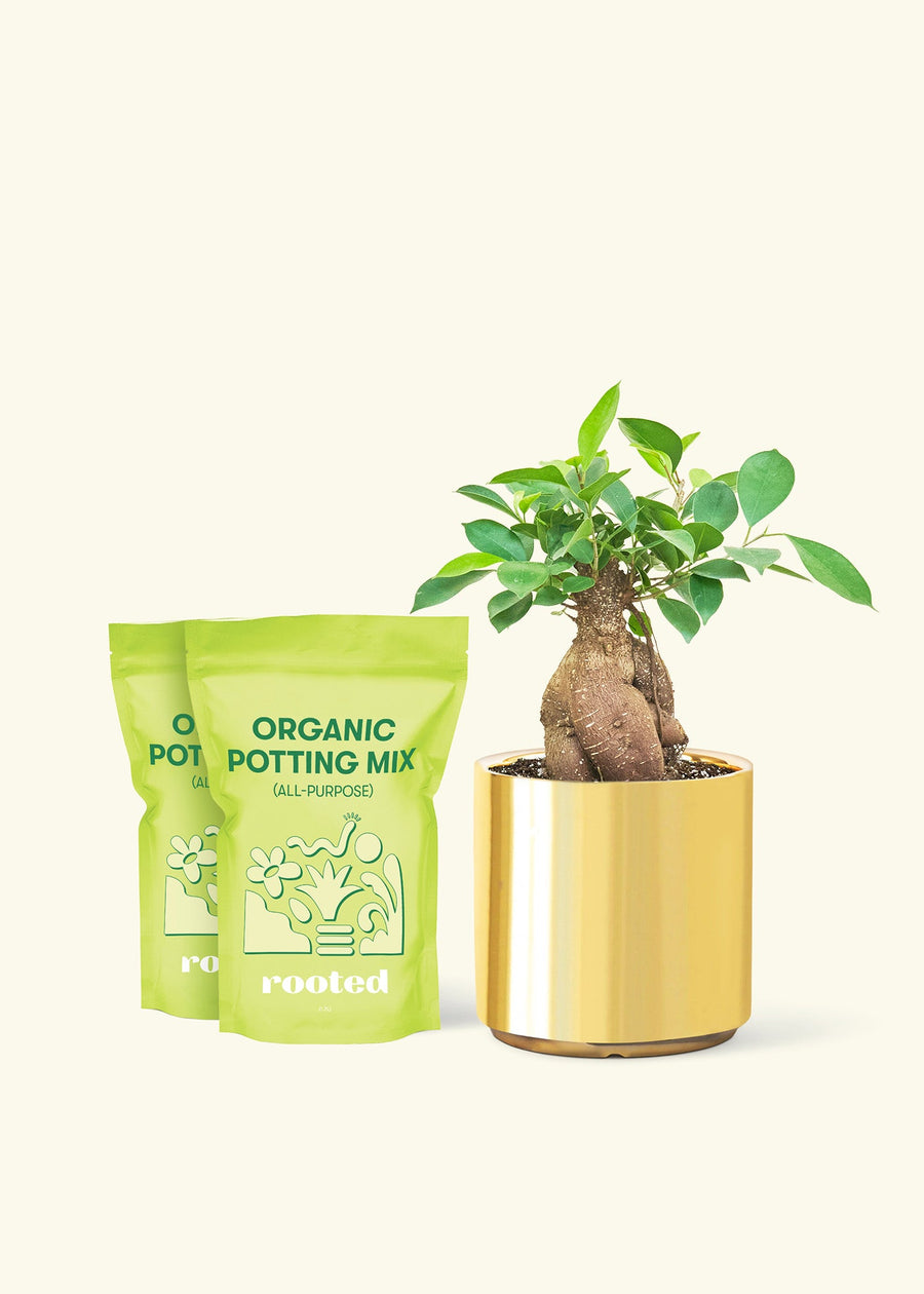  Medium Ficus 'Ginseng' in a gold cylinder pot and 2 bags of soil.