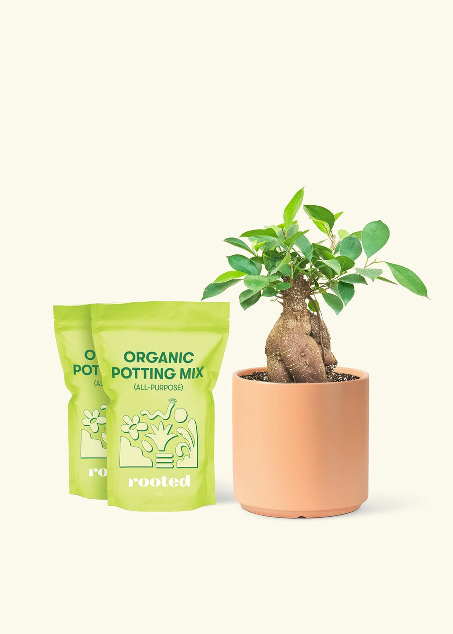  Medium Ficus 'Ginseng' in a peach cylinder pot and 2 bags of soil.