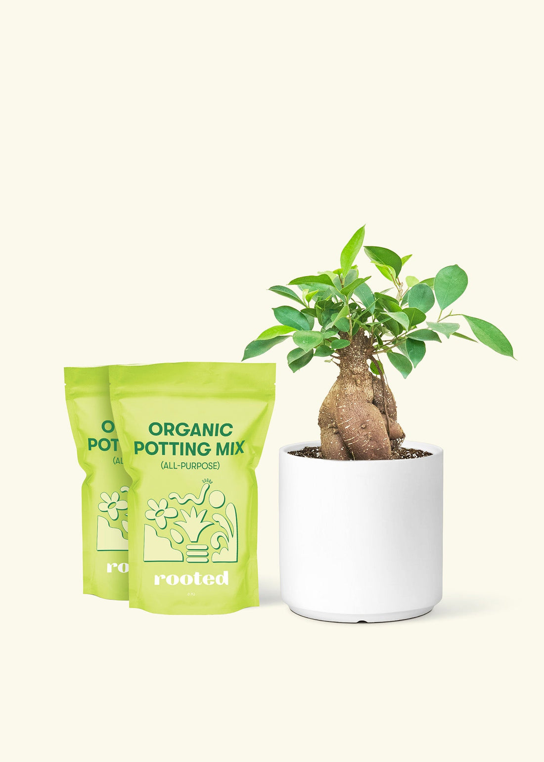 Medium Ficus &