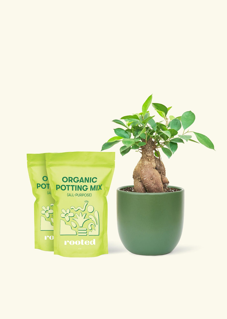 Medium Ficus 'Ginseng' in a green round pot and 2 bags of soil.