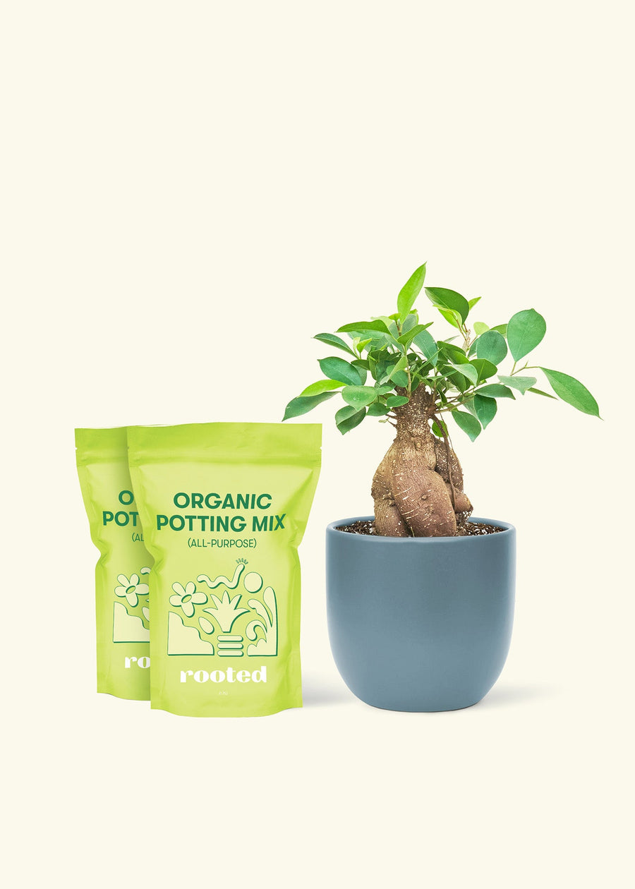 Medium Ficus 'Ginseng' in a indigo round pot and 2 bags of soil.