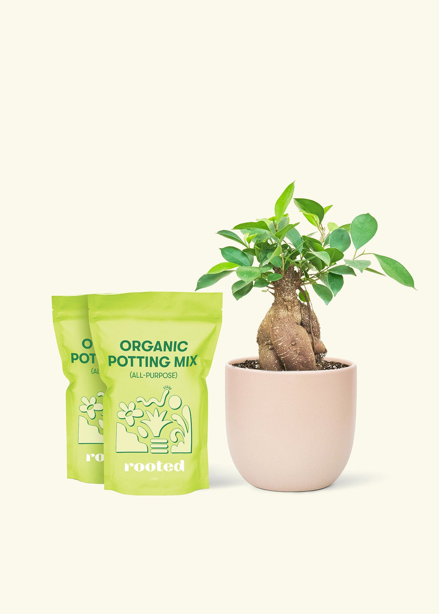 Medium Ficus 'Ginseng' in a pink round pot and 2 bags of soil.