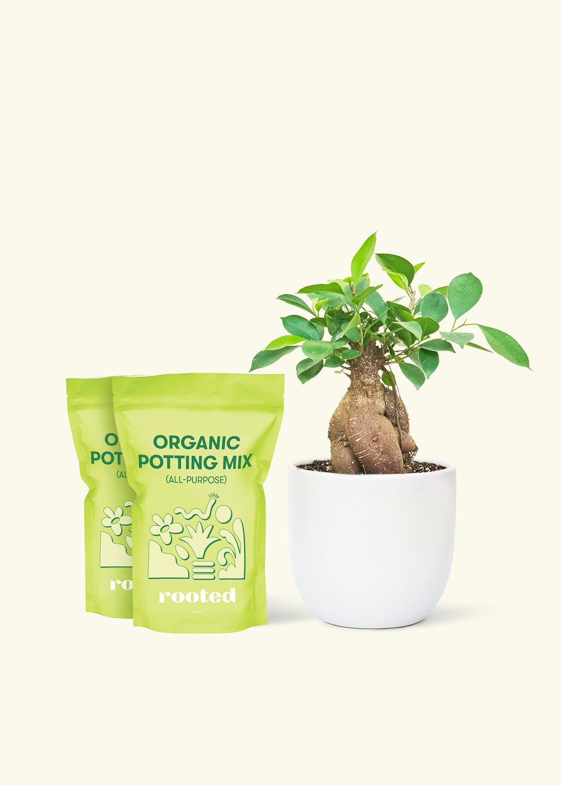 Medium Ficus &