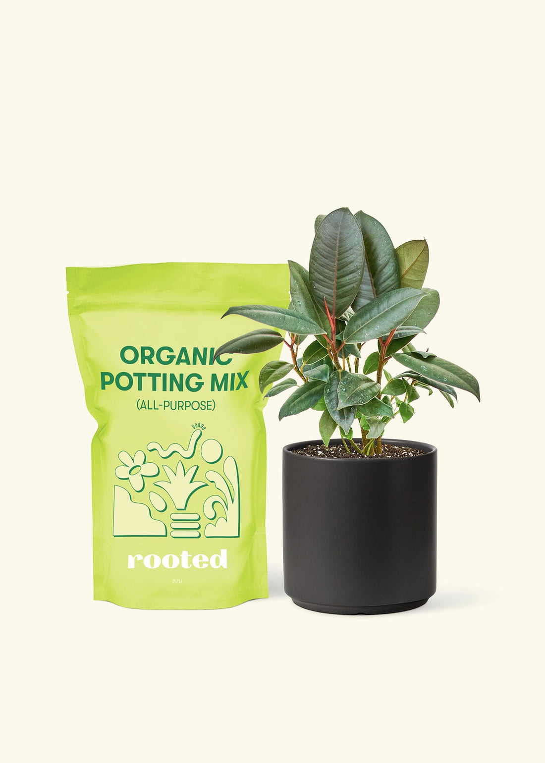 Small Rubber Tree &
