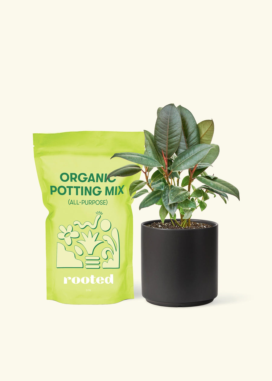 Small Rubber Tree 'burgundy' (Ficus elastica) in a black cylinder pot and a bag of soil.