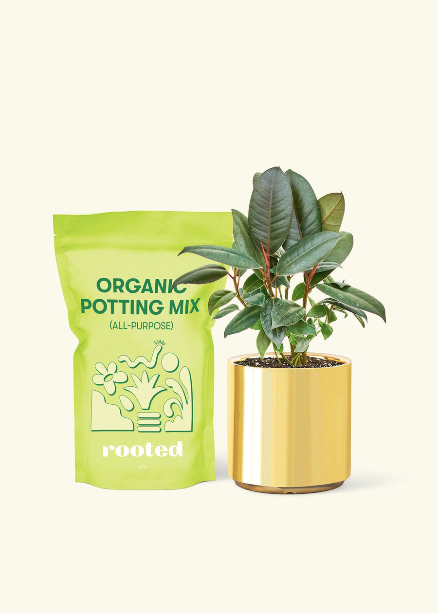 Small Rubber Tree 'burgundy' (Ficus elastica) in a gold cylinder pot and a bag of soil.