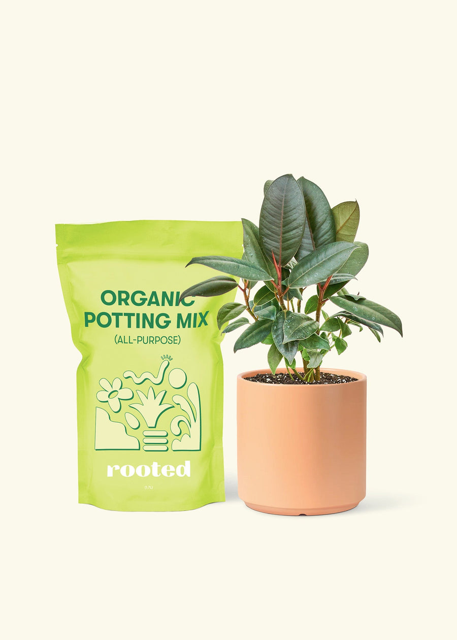 Small Rubber Tree 'burgundy' (Ficus elastica) in a peach cylinder pot and a bag of soil.