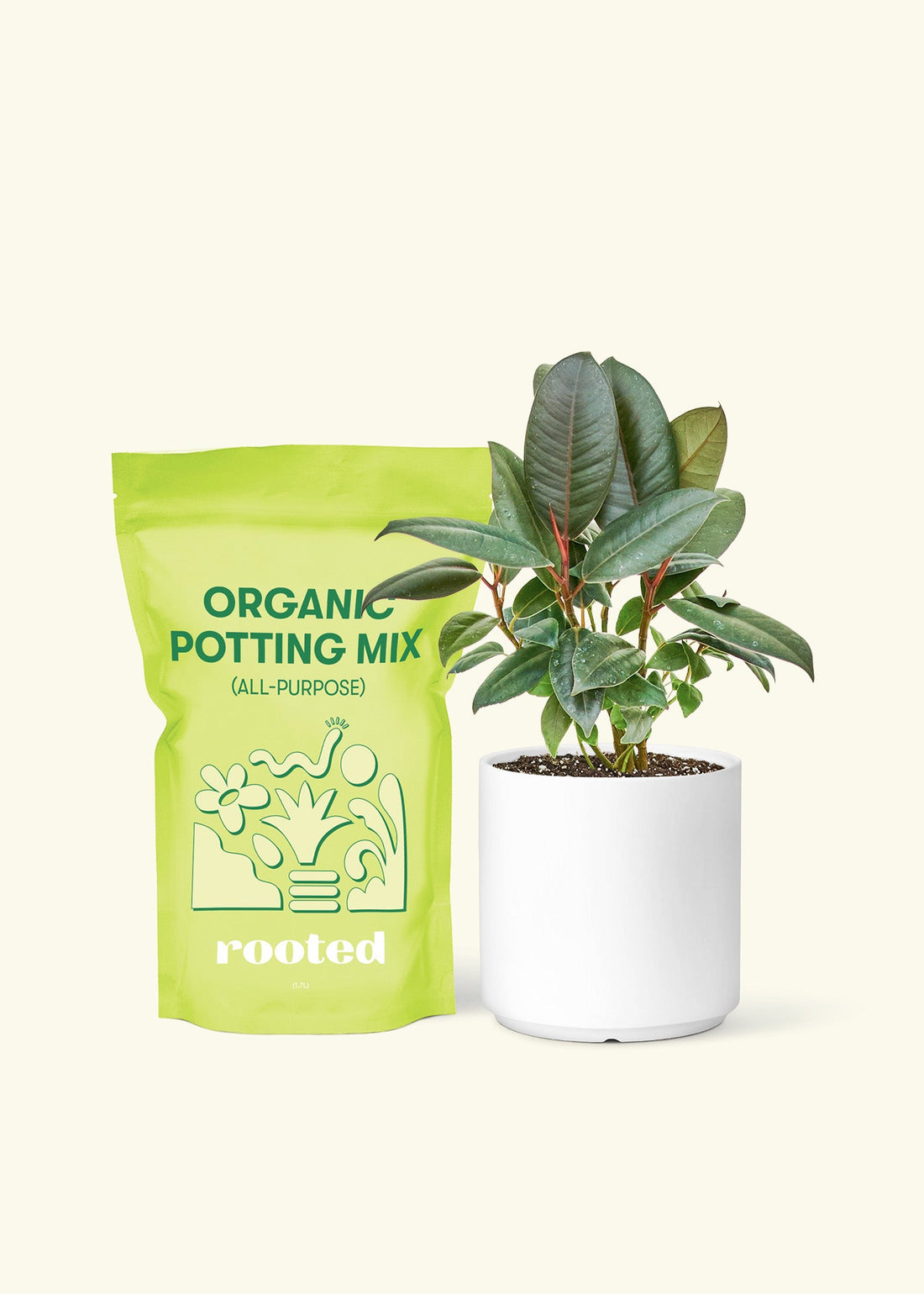 Small Rubber Tree &