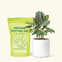 Small Rubber Tree 'burgundy' (Ficus elastica) in a white cylindrical pot and a bag of soil.