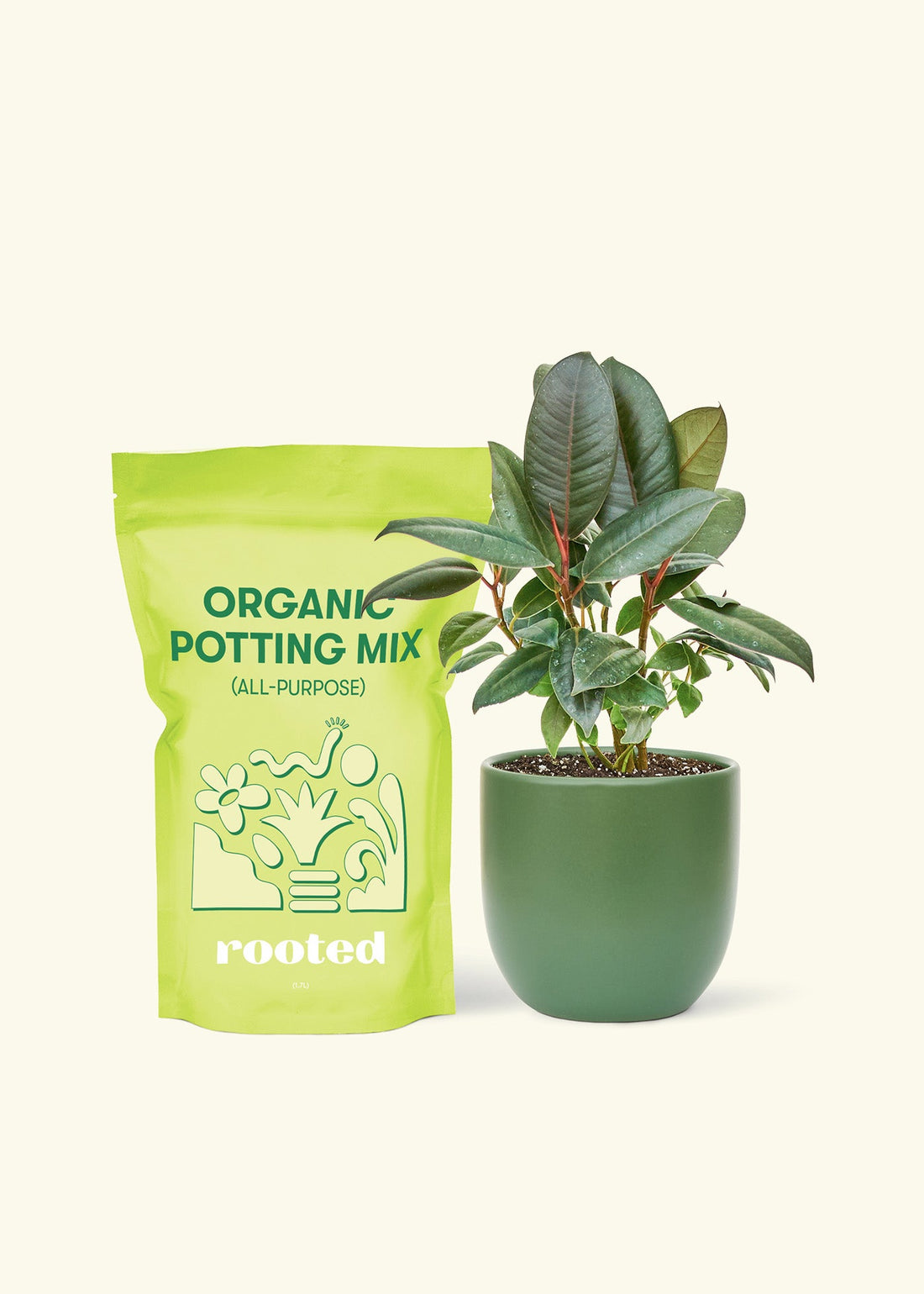 Small Rubber Tree &