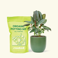 Small Rubber Tree 'burgundy' (Ficus elastica) in a green rounded pot and a bag of soil.