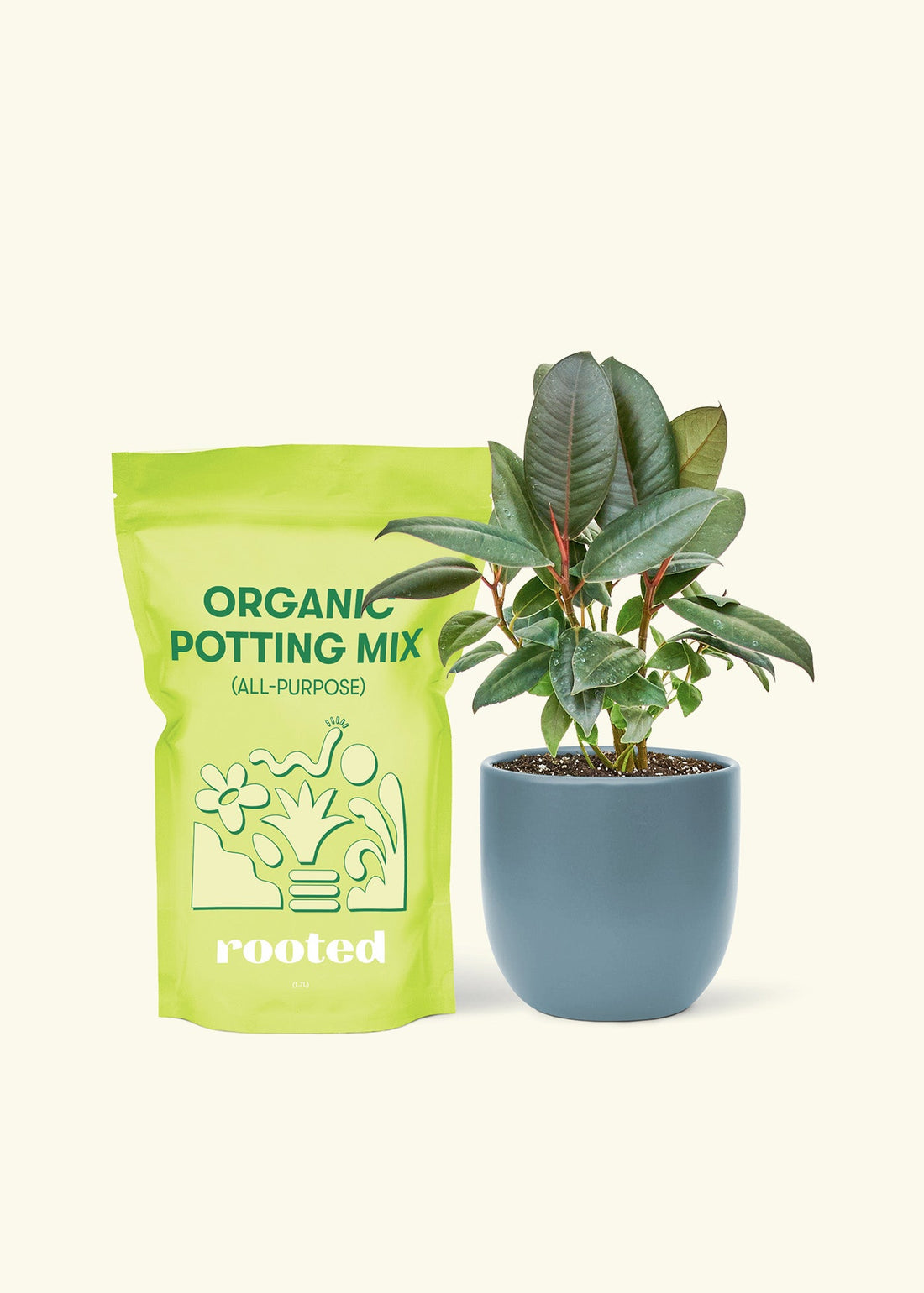 Small Rubber Tree &