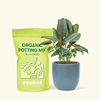 Small Rubber Tree 'burgundy' (Ficus elastica) in a indigo rounded pot and a bag of soil.