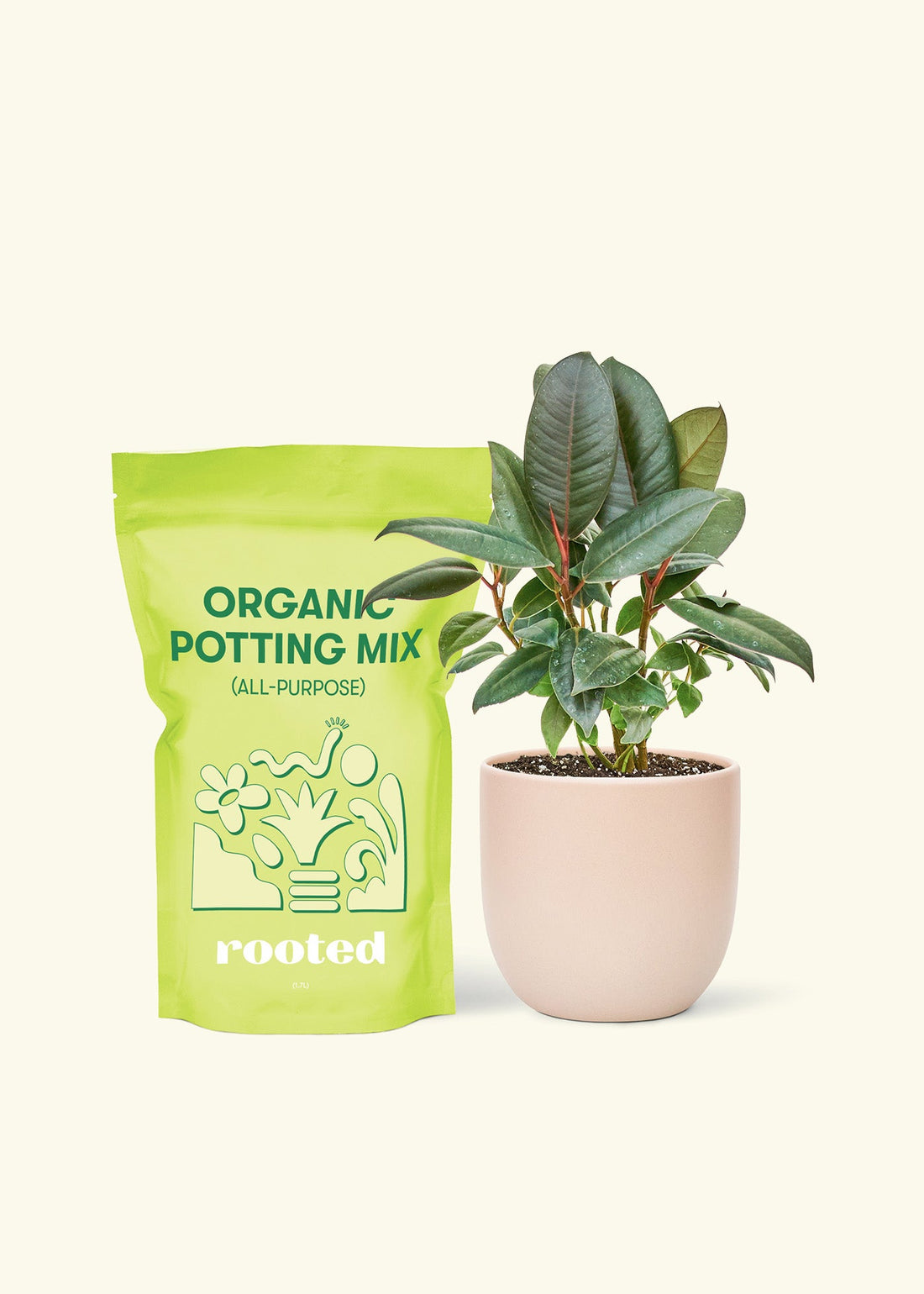 Small Rubber Tree &