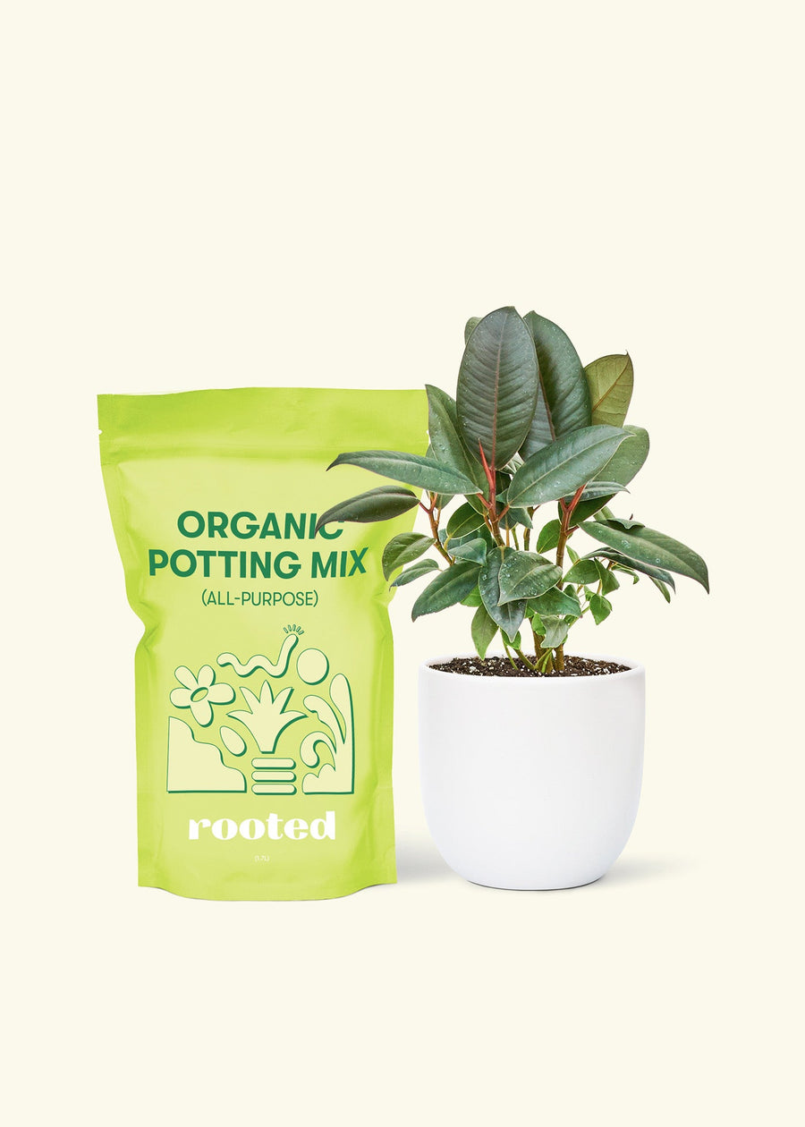Small Rubber Tree 'burgundy' (Ficus elastica) in a white rounded pot and a bag of soil.