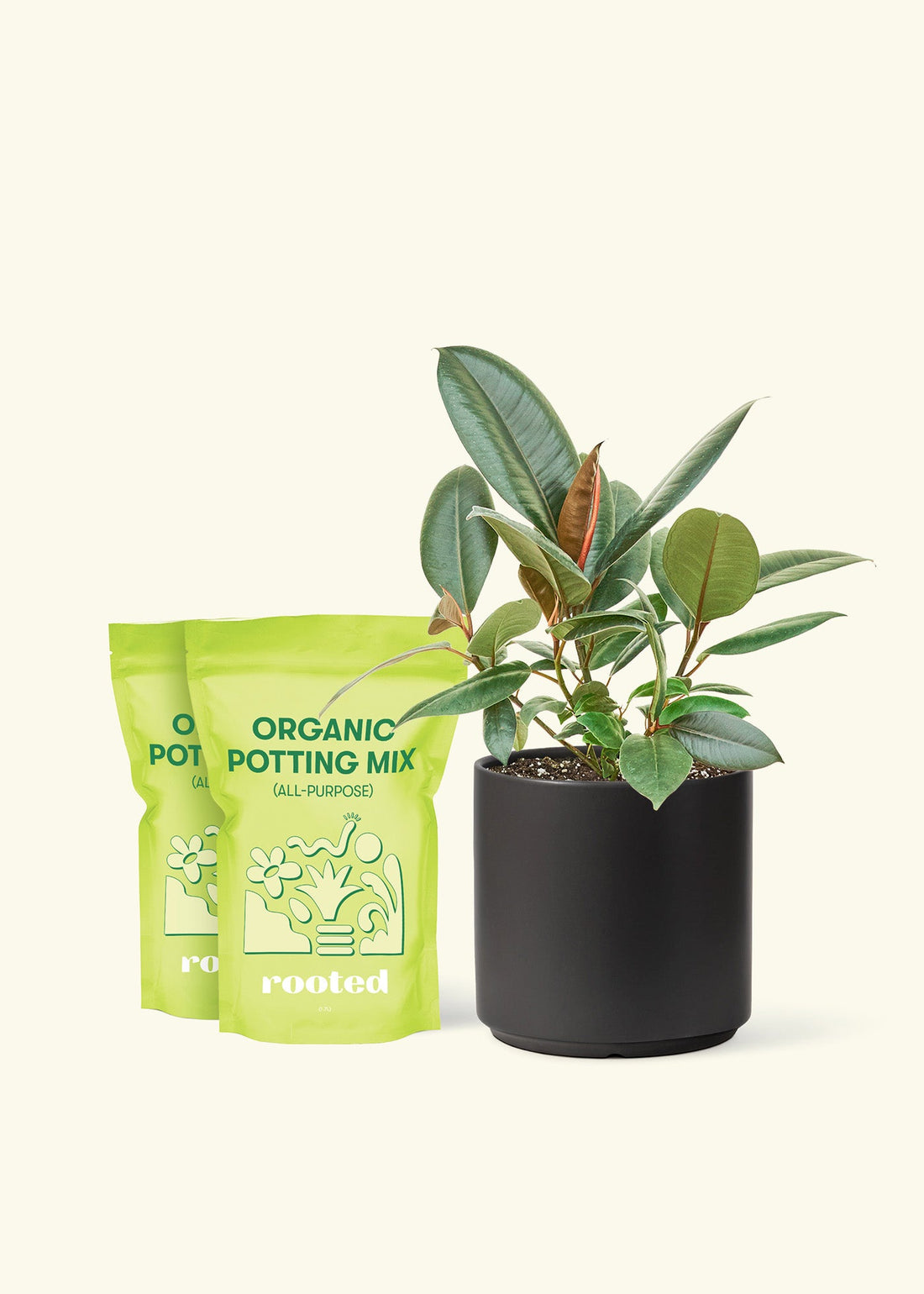 Medium Rubber Tree &