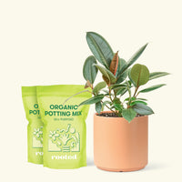 Medium Rubber Tree 'Burgundy' (Ficus elastica) in a peach cylinder pot and two bag of soil.