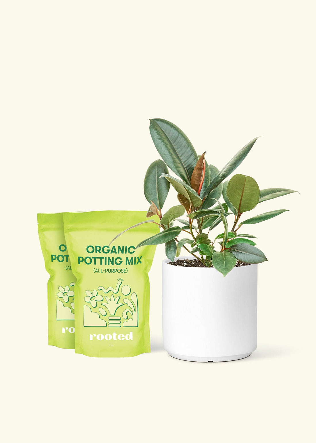 Medium Rubber Tree &