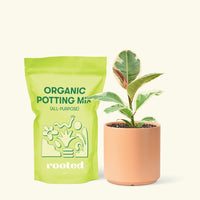 Small Ruby Rubber Tree (Ficus elastica 'Ruby') in a peach cylinder pot and a bag of soil.