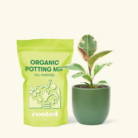 Small Ruby Rubber Tree (Ficus elastica 'Ruby') in a green rounded pot and a bag of soil.