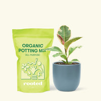 Small Ruby Rubber Tree (Ficus elastica 'Ruby') in a indigo rounded pot and a bag of soil.