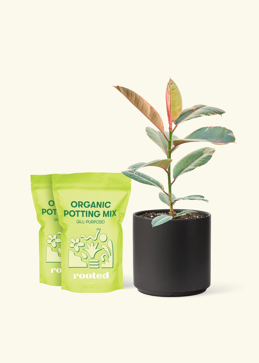 Medium Ruby Rubber Tree (Ficus elastica 'Ruby') in a black cylinder pot and two bag of soil.