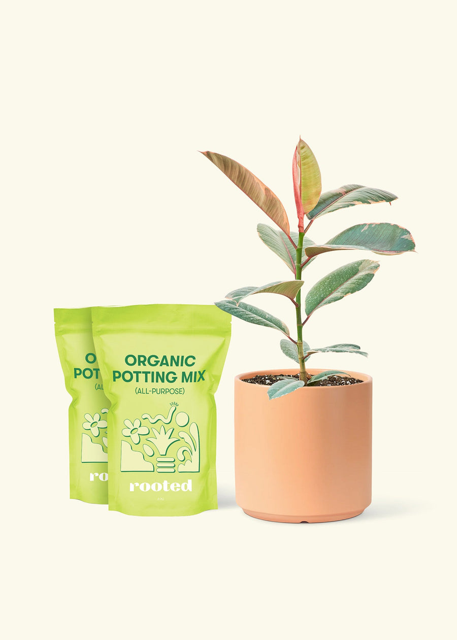 Medium Ruby Rubber Tree (Ficus elastica 'Ruby') in a peach cylinder pot and two bag of soil.