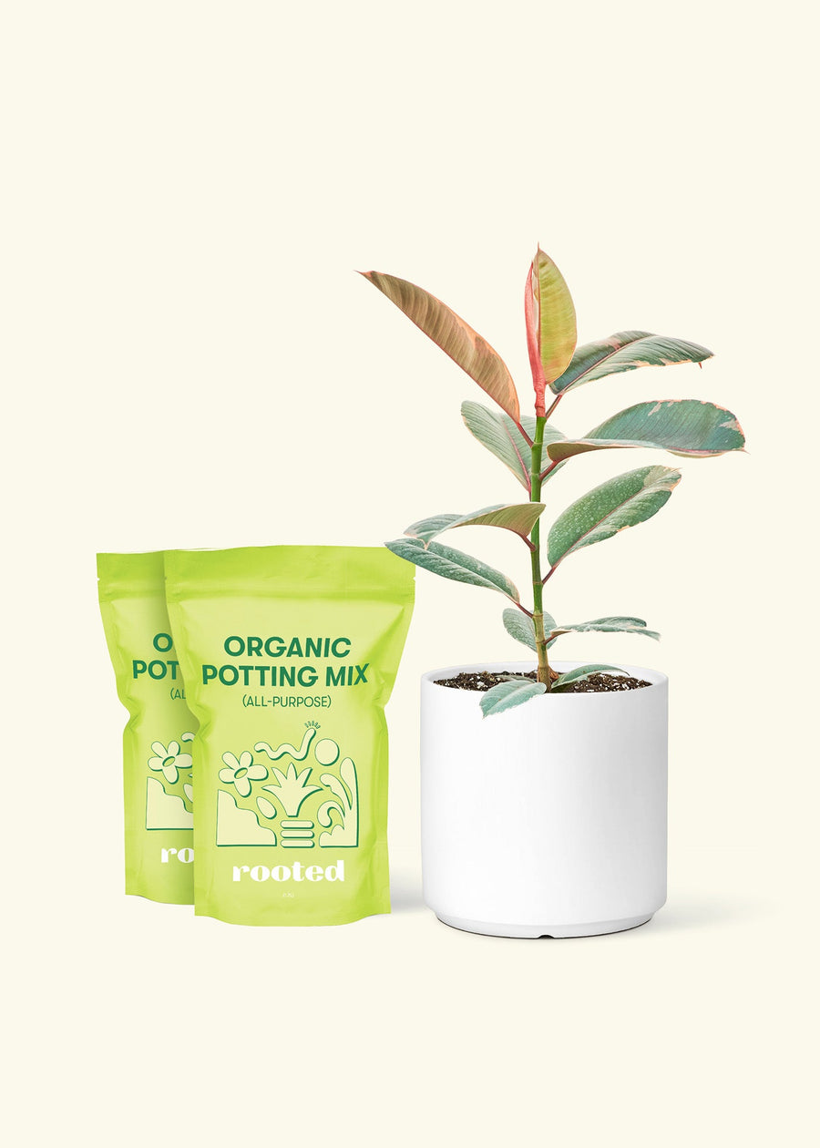 Medium Ruby Rubber Tree (Ficus elastica 'Ruby') in a white cylinder pot and two bag of soil.